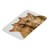 かわいい生姜の子猫が3匹並んでいる マグネット (左側)