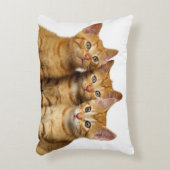 かわいい生姜3匹が友達を子猫に アクセントクッション (正面(垂直))