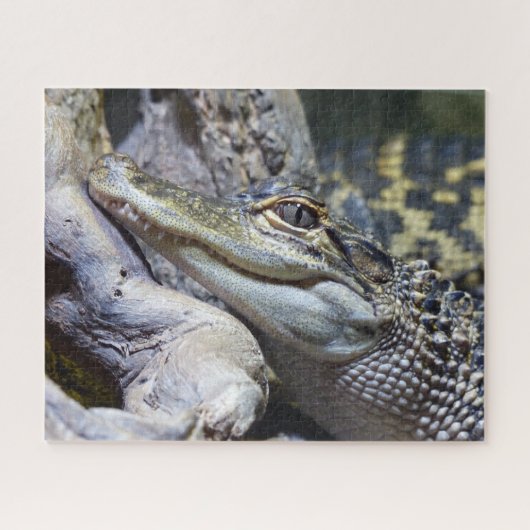 かわいい生意気なベビーワニ ジグソーパズル (横)