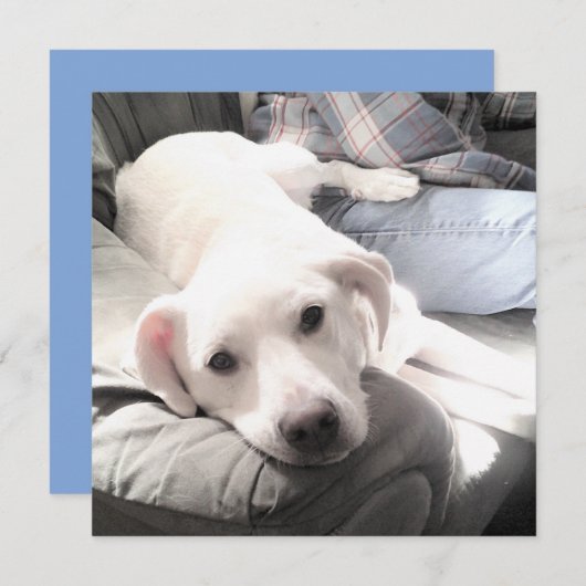 かわいい疲れた白い犬と最高の友達パパの写真 シーズンカード (正面/裏面)