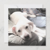 かわいい疲れた白い犬と最高の友達パパの写真 シーズンカード (正面)