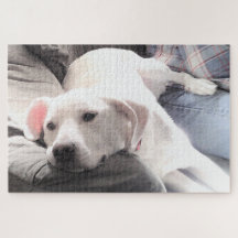 かわいい疲れた白犬のぶら下がったパパ姿の写真