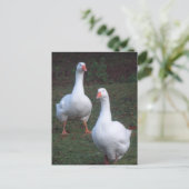 かわいい白いゲーゼDIYはがき2枚 ポストカード (スタンド正面)