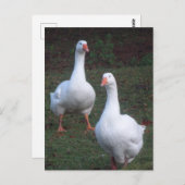 かわいい白いゲーゼDIYはがき2枚 ポストカード (正面/裏面)