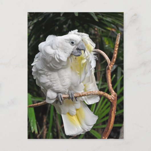 かわいい白いコッカティエル ポストカード (正面)