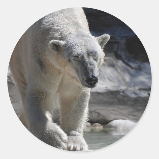 かわいい白いシロクマ ラウンドシール (正面)