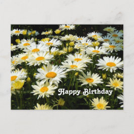 かわいい白いデイジーの庭の花の写真 誕生日 ポストカード