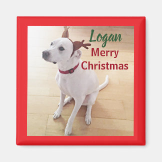 かわいい白いトナカイの子犬の写真 クリスマス マグネット