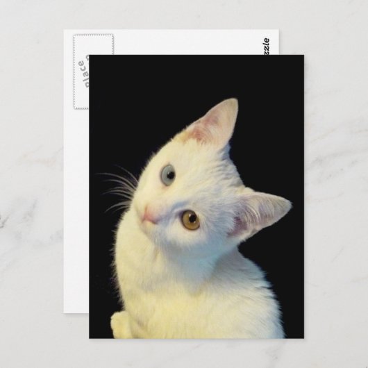 かわいい白いトルコのバンキッテンはがき ポストカード (正面/裏面)