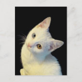 かわいい白いトルコのバンキッテンはがき ポストカード (正面)