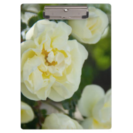 かわいい白いバラ前向きの クリップボード