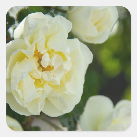 かわいい白いバラ前向きの スクエアシール (正面)