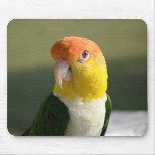 かわいい白いベリード・カイケ・パロット マウスパッド