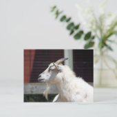 かわいい白いヤギのプロフィール写真 ポストカード (スタンド正面)