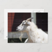 かわいい白いヤギのプロフィール写真 ポストカード (正面/裏面)