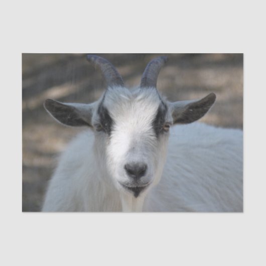 かわいい白いヤギのポートレート写真 薄葉紙 (正面)