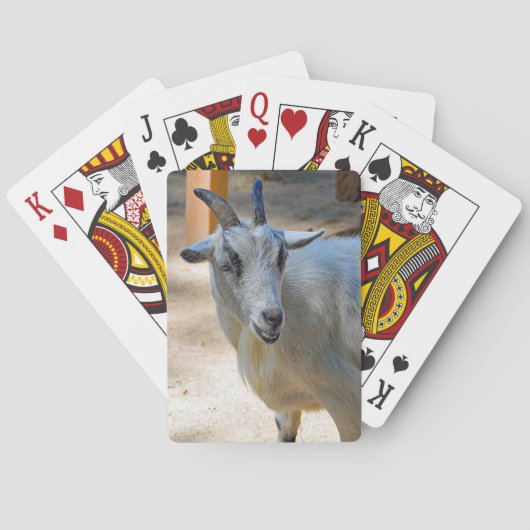 かわいい白いヤギの写真 トランプ (裏面)