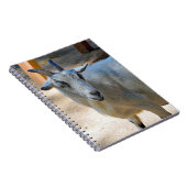 かわいい白いヤギの写真 ノートブック (右側)