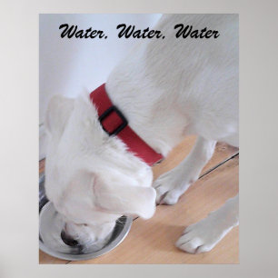 かわいい白いラブラドールミックス子犬の水を飲む ポスター