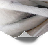 かわいい白い子犬のポスター ポスター (角)