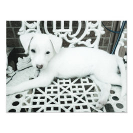 かわいい白い子犬の写真の拡大 フォトプリント           