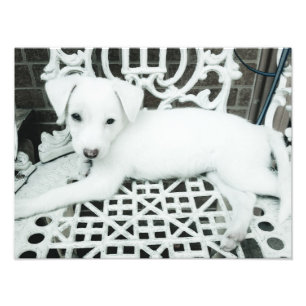 かわいい白い子犬の写真の拡大 フォトプリント           