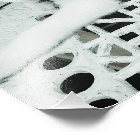 かわいい白い子犬の写真の拡大 フォトプリント            (角)