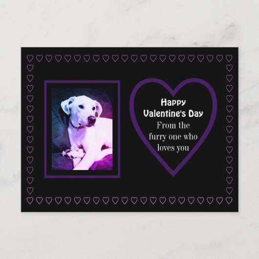 かわいい白い子犬の紫のハートからペット ポストカード (正面)
