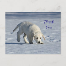 かわいい白い子犬の雪の写真ありがとう