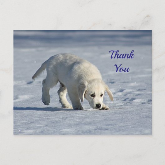 かわいい白い子犬の雪の写真ありがとう ポストカード (正面)