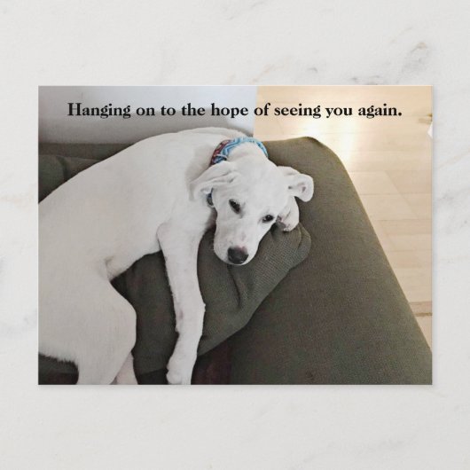 かわいい白い子犬ぶら下がったの緑 ポストカード (正面)