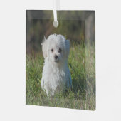 かわいい白い子犬 ガラスオーナメント (正面左)
