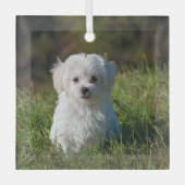 かわいい白い子犬 ガラスオーナメント (正面)