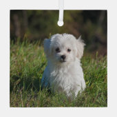 かわいい白い子犬 ガラスオーナメント (裏面)