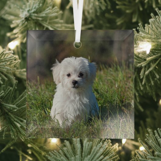 かわいい白い子犬 ガラスオーナメント (インサイチュ)