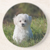かわいい白い子犬 コースター (正面)