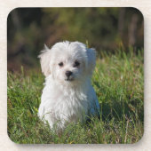 かわいい白い子犬 コースター (正面)
