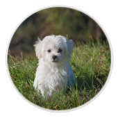 かわいい白い子犬 セラミックノブ (正面)