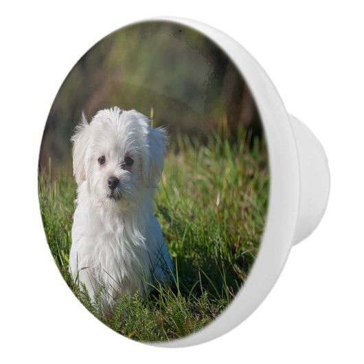 かわいい白い子犬 セラミックノブ (右)
