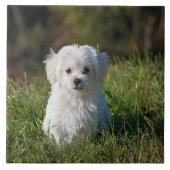 かわいい白い子犬 タイル (正面)