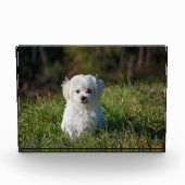 かわいい白い子犬 フォトブロック (正面)