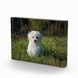 かわいい白い子犬 フォトブロック