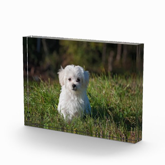 かわいい白い子犬 フォトブロック (右)