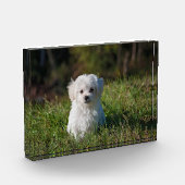 かわいい白い子犬 フォトブロック (左)