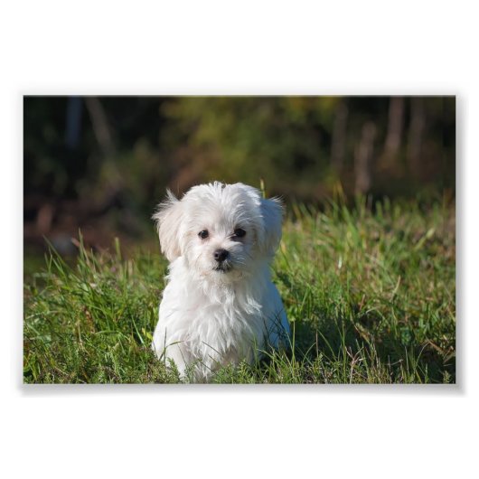 かわいい白い子犬 フォトプリント            (正面)