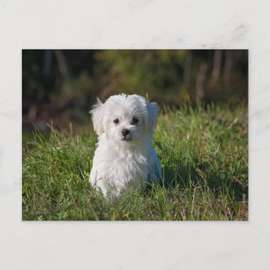 かわいい白い子犬 ポストカード