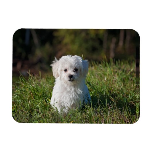 かわいい白い子犬 マグネット (横)