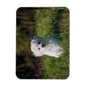 かわいい白い子犬 マグネット (縦)