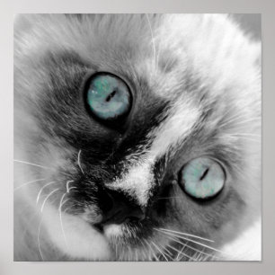 かわいい白い子猫と青い目 ポスター