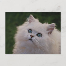 かわいい白い子猫 ポストカード